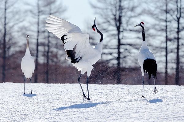 Goff, Ellen 아티스트의 Japan-Hokkaido-Kushiro Two red-crowned cranes practice their courtship dance작품입니다.